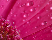 Blte mit Wassertropfen